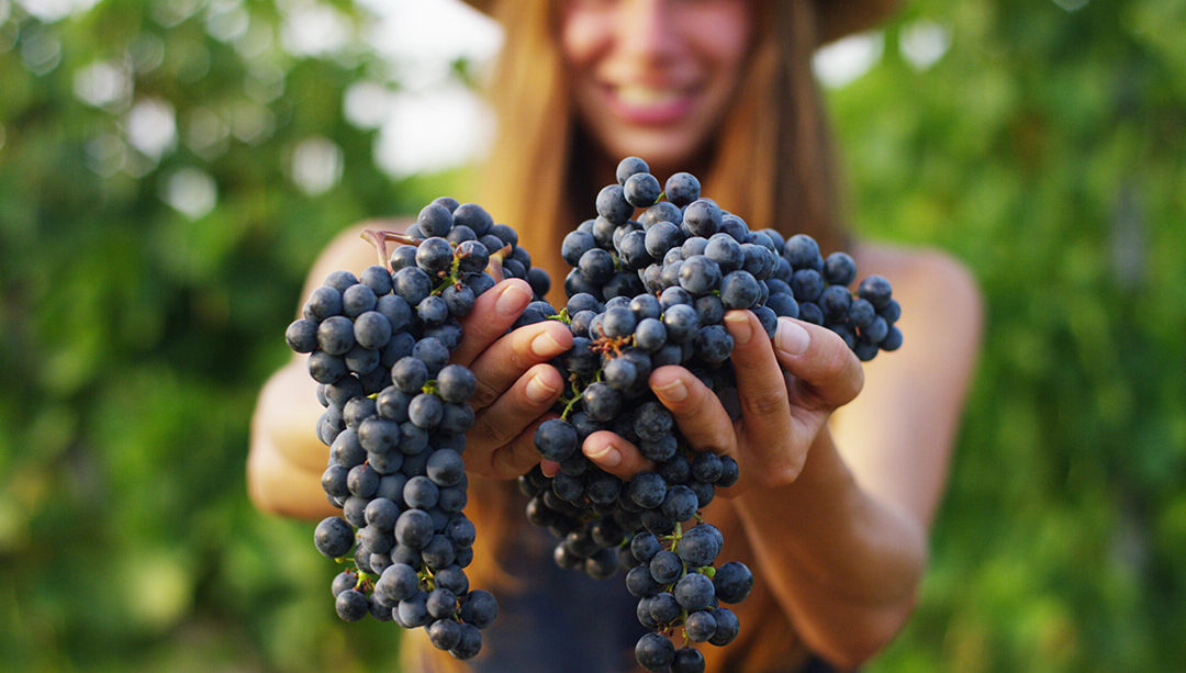 8 Challenges Faced by Italy’s Women Winemakers