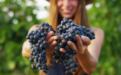 8 Challenges Faced by Italy’s Women Winemakers