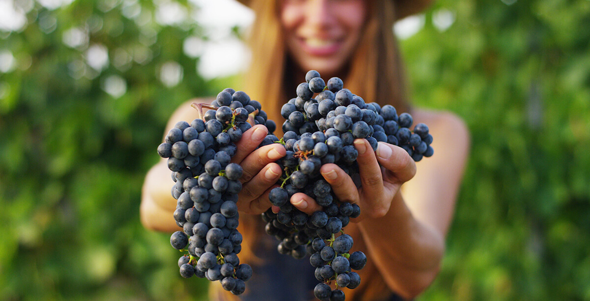 Challenges Italian Women Winemakers